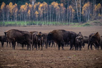 
impressive giant wild bison grazing peacefully in the autumn scenery