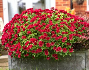 Portrait photo of red Chrysanthemum flowers
