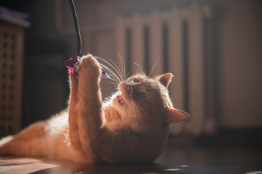 Stay home and play with your cat