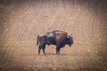 
impressive giant wild bison grazing peacefully in the autumn scenery