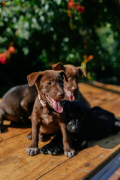 Adopt Don't Shop