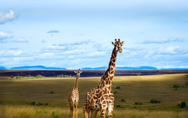 calf walking with giraffe wilderness parenting