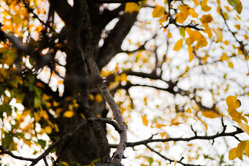 Close up orange leaves on the tree branches. Autumn wallpaper. Vibrant colors