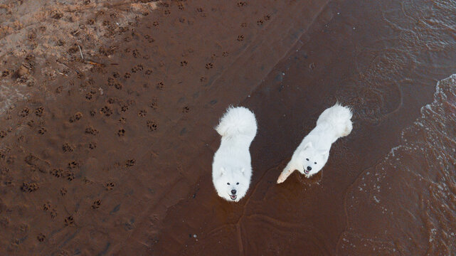 two lovely samoyed dogs shot from above