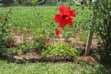 scorpion flowers SJV