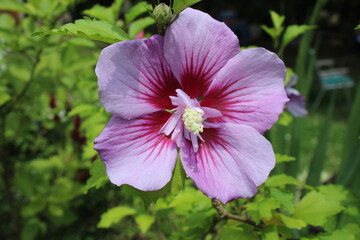 scorpion flowers SJV