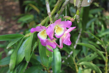 scorpion flowers SJV