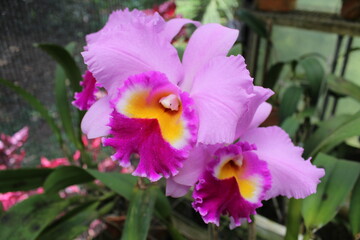 scorpion flowers SJV