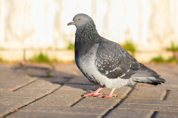 Pigeon bird standing on a walkway in a city park and looking at the camera. Close up view