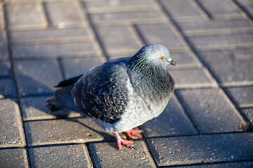 Frozen pigeon bird walking on a walkway in a city park and looking at the camera. Close up view