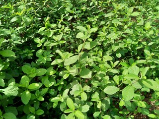 Sida rhombifolia (arrowleaf sida, Malva rhombifolia, rhombus-leaved sida, Paddy's lucerne, jelly leaf, Cuban jute, Queensland-hemp, Indian hemp) in the nature background.