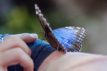 Piękny duży niebieski motyl siedzący na dłoni dziecka - obrazy, fototapety, plakaty