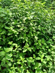 Sida rhombifolia (arrowleaf sida, Malva rhombifolia, rhombus-leaved sida, Paddy's lucerne, jelly leaf, Cuban jute, Queensland-hemp, Indian hemp) in the nature background.