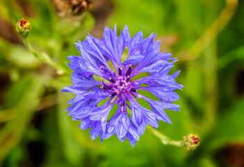cornflower