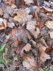 Autumn frost on the grass and fallen leaves of maple and ash