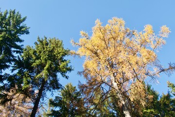 spruce and larch in autumn in the mountains
