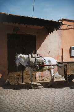 Sanne & Roy | Marrakech