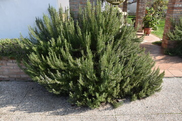 Rosmarino