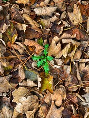 green sprout of grass among autumn leaves

