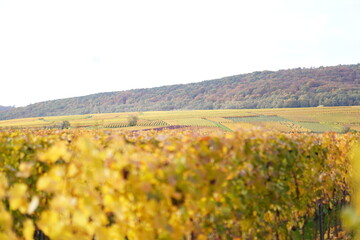 Vigne en automne