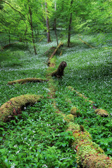 Im Bärlauchwald - Schweiz