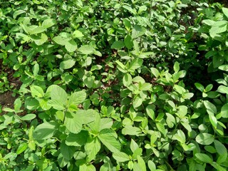 Sida rhombifolia (arrowleaf sida, Malva rhombifolia, rhombus-leaved sida, Paddy's lucerne, jelly leaf, Cuban jute, Queensland-hemp, Indian hemp) in the nature background.