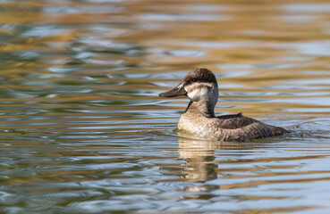 Detailed closeup of a Female Ruddy Duck in the Fall Season.
