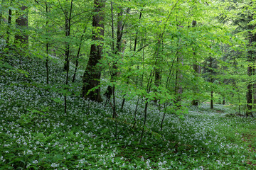 Im Bärlauchwald - Schweiz