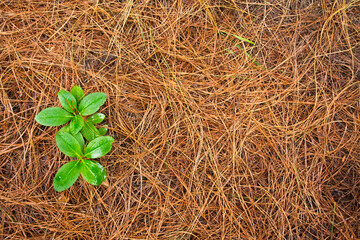 green leaves in orange pasture. It is a natural background