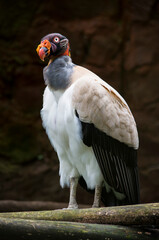 This is a big bird. It is a sarcoramphus papa a beautiful condor