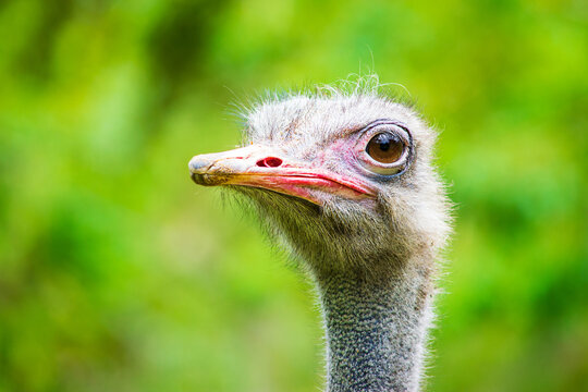 This is an Ostrich portrait. It is a nice Ostrich face looking the cam