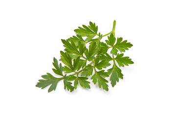 Fresh green parsley leaf, isolated on white background