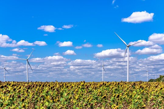 Wind generators in a sunflower field against a cloudy sky - Powered by Adobe