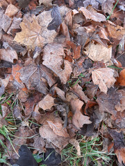 Autumn frost on the grass and fallen leaves of maple and ash