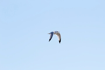 seagull in flight