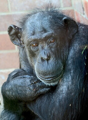 Fototapeta na wymiar common chimpanzee