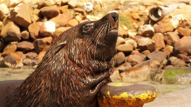 Wilde Robbe im Hafen von Kapstadt, S&uuml;dafrika genie&szlig;t die Sonne und kratzt sich.