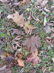 Autumn frost on the grass and fallen leaves of maple and ash