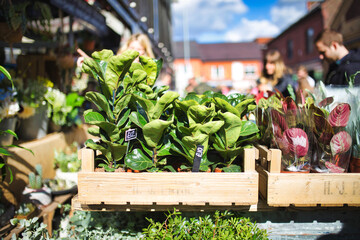 plants in the market