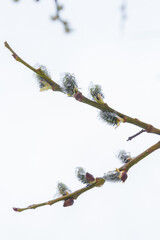 In the spring the willow tree bloomed in the garden and the snow fell