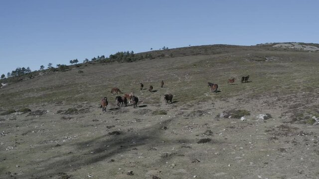 Aerial landscape of wildlife in nature in Spain