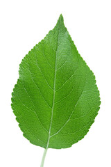 Apple leaf isolated on white background with clipping path.