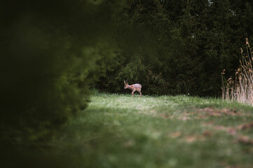Mały samotny jelonek stojący na skraju lasu	
