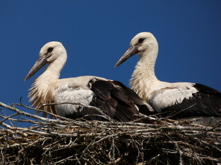 Two white storks (Ciconia ciconia) in the nest, Poland
