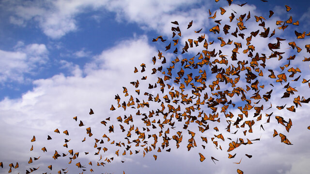 group of monarch butterflies, Danaus plexippus swarm 