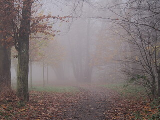 november afternoon in white thick fog, walk in the castle forest park in dry weather, trees in the gray afternoon