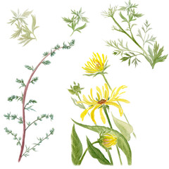 Field herbs on a white background.Abstract decorative composition. Use printed materials, signs, items, websites, maps, posters, postcards, packaging.