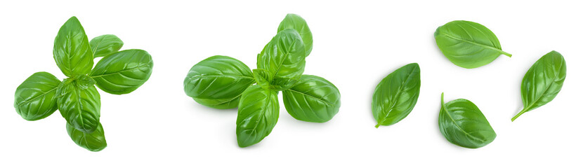 Fresh basil leaf isolated on white background with clipping path and full depth of field. Top view. Flat lay, Set or collection