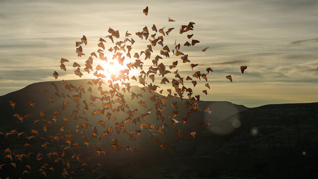 Swarm Of Monarch Butterflies, Danaus Plexippus Group During Sunset