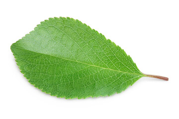 Fototapeta na wymiar cherry leaf isolated on a white background with clipping path and full depth of field. Top view. Flat lay